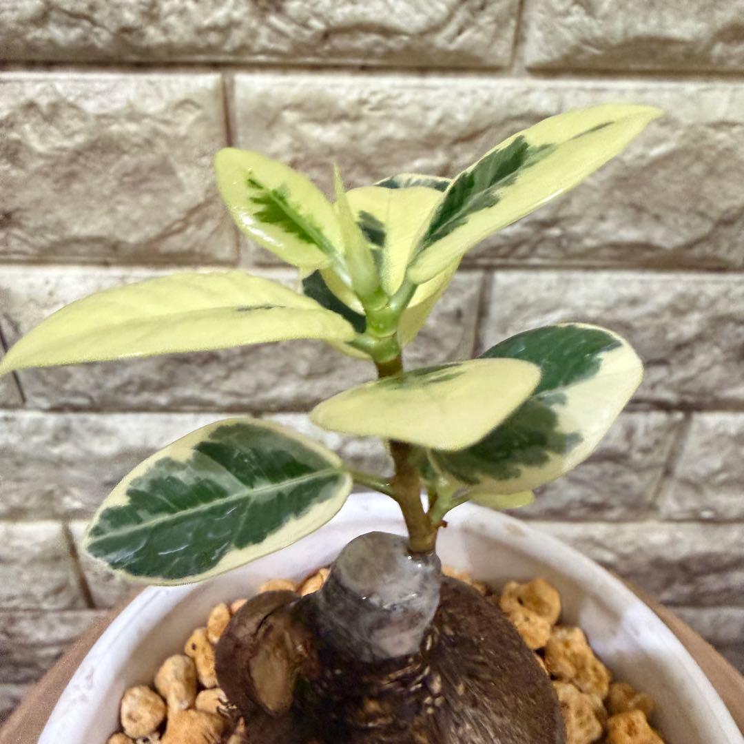 【専用】パンダガジュマル 斑入り ぷっくり塊根・発根済み 新芽あり4号鉢