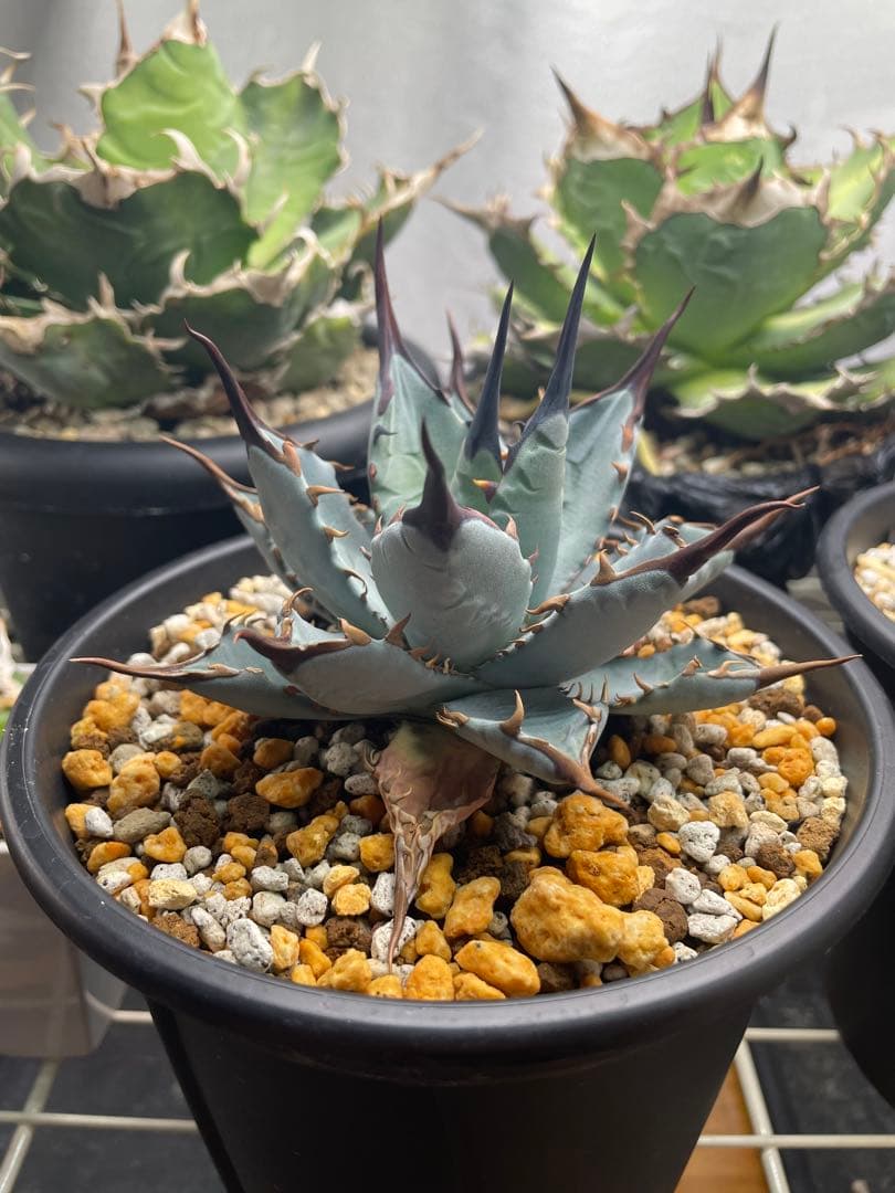 エボリスピナ×BB（ブラックアンドブルー）