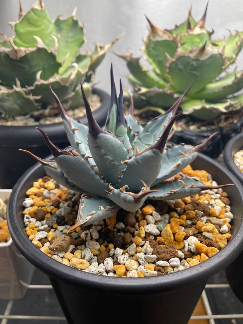 エボリスピナ×BB（ブラックアンドブルー）