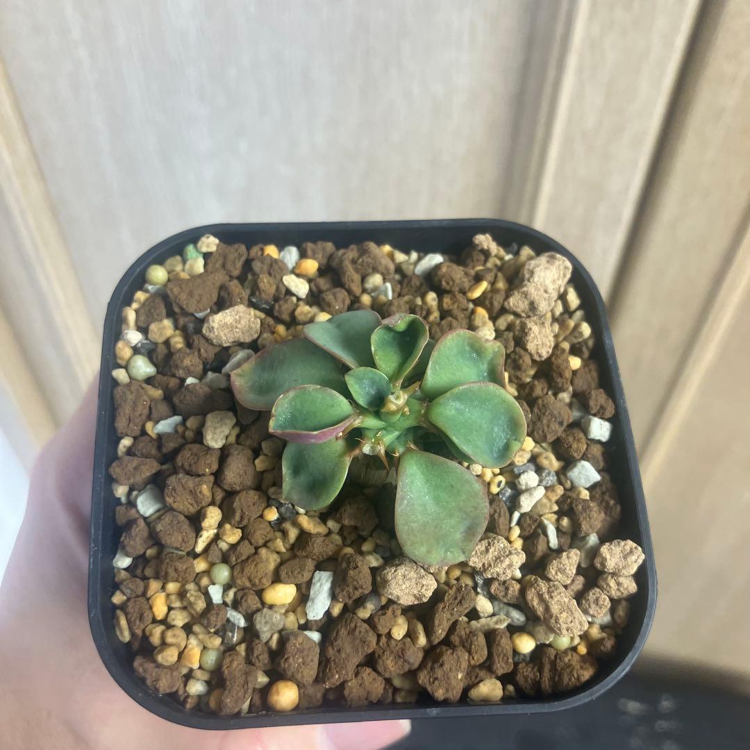 珍品　ユーフォルビア　カンダレンシス×クラビゲラ　ハイブリッド　パキポディウム