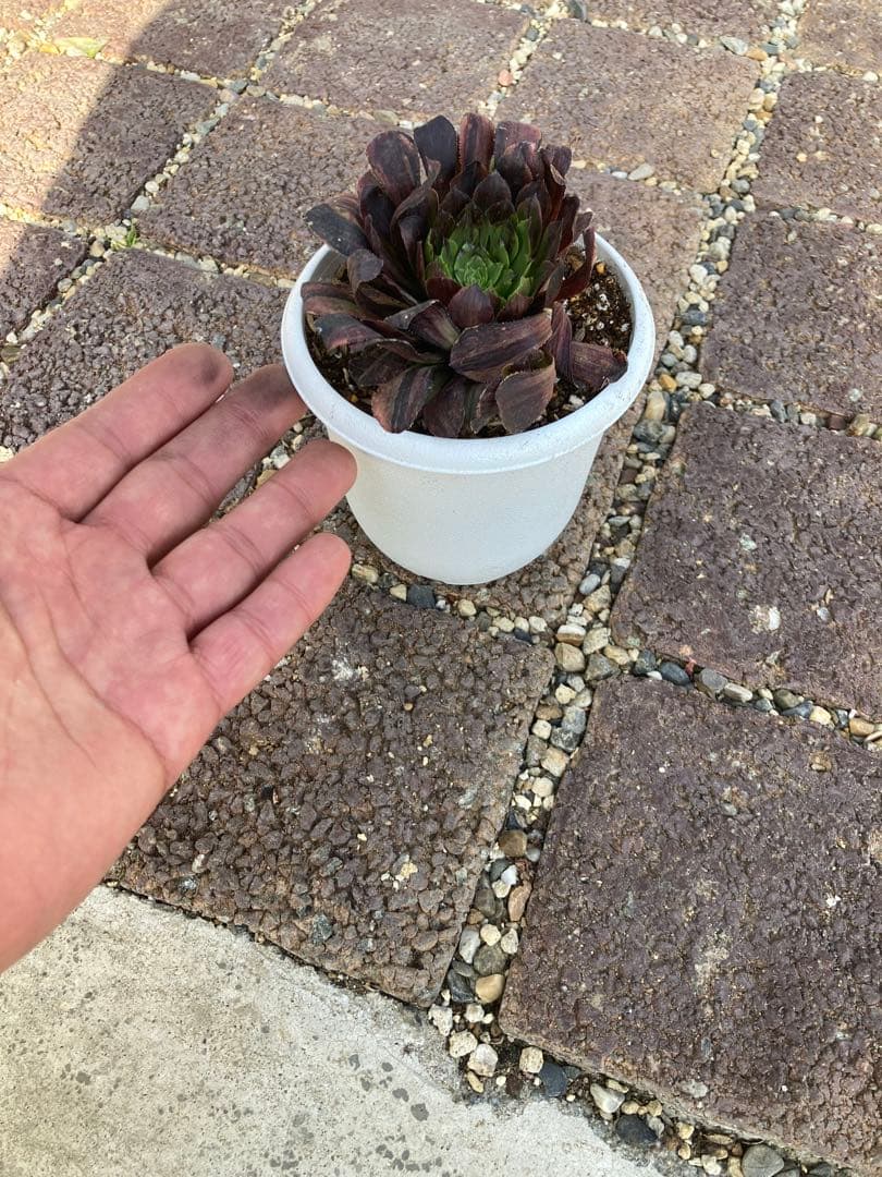 多肉植物 アエオニウム モランディ 極上斑入り - メルカリ