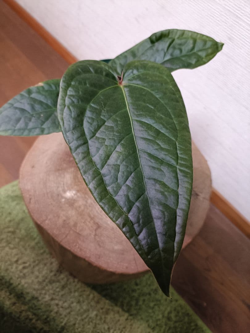 Anthurium クヤベノソウル × ルクスリアンス アンスリウム