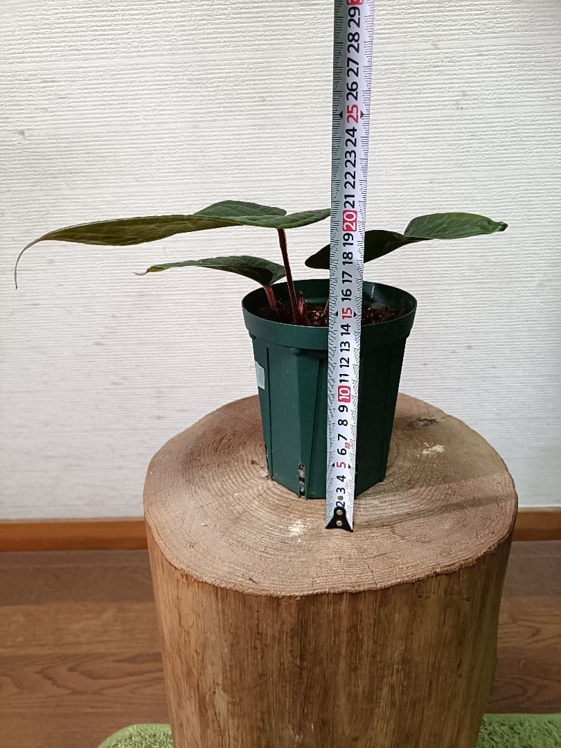 Anthurium クヤベノソウル × ルクスリアンス アンスリウム