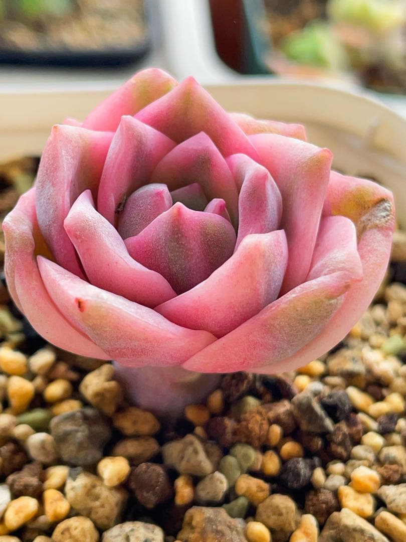 ラブリーローズ錦 虹斑入り レア 多肉植物 エケベリア 茎太い 抜き苗