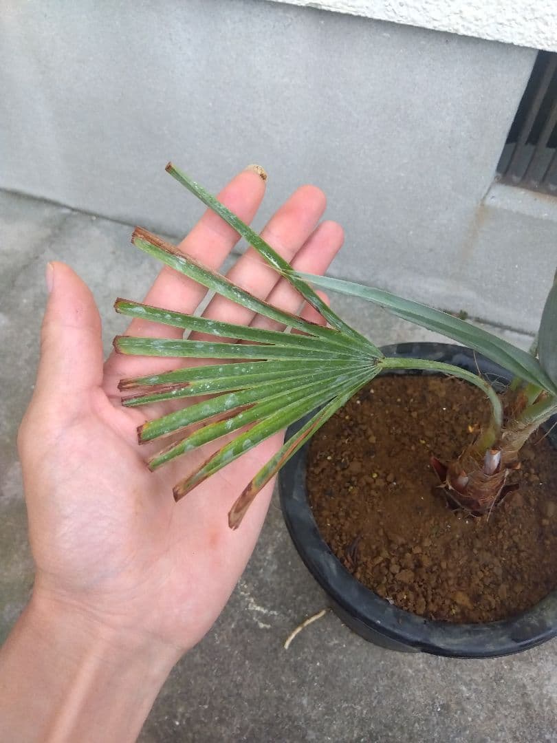 ブラヘアアルマータ 9号鉢つき ② ブラヘアアルマータ 9号鉢つき 幹太