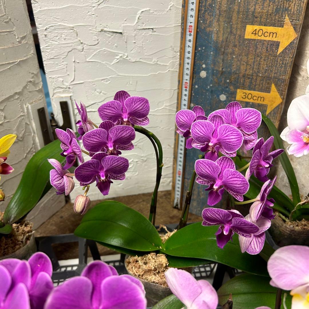 特選】 胡蝶蘭 8種10ポット ファレノプシス