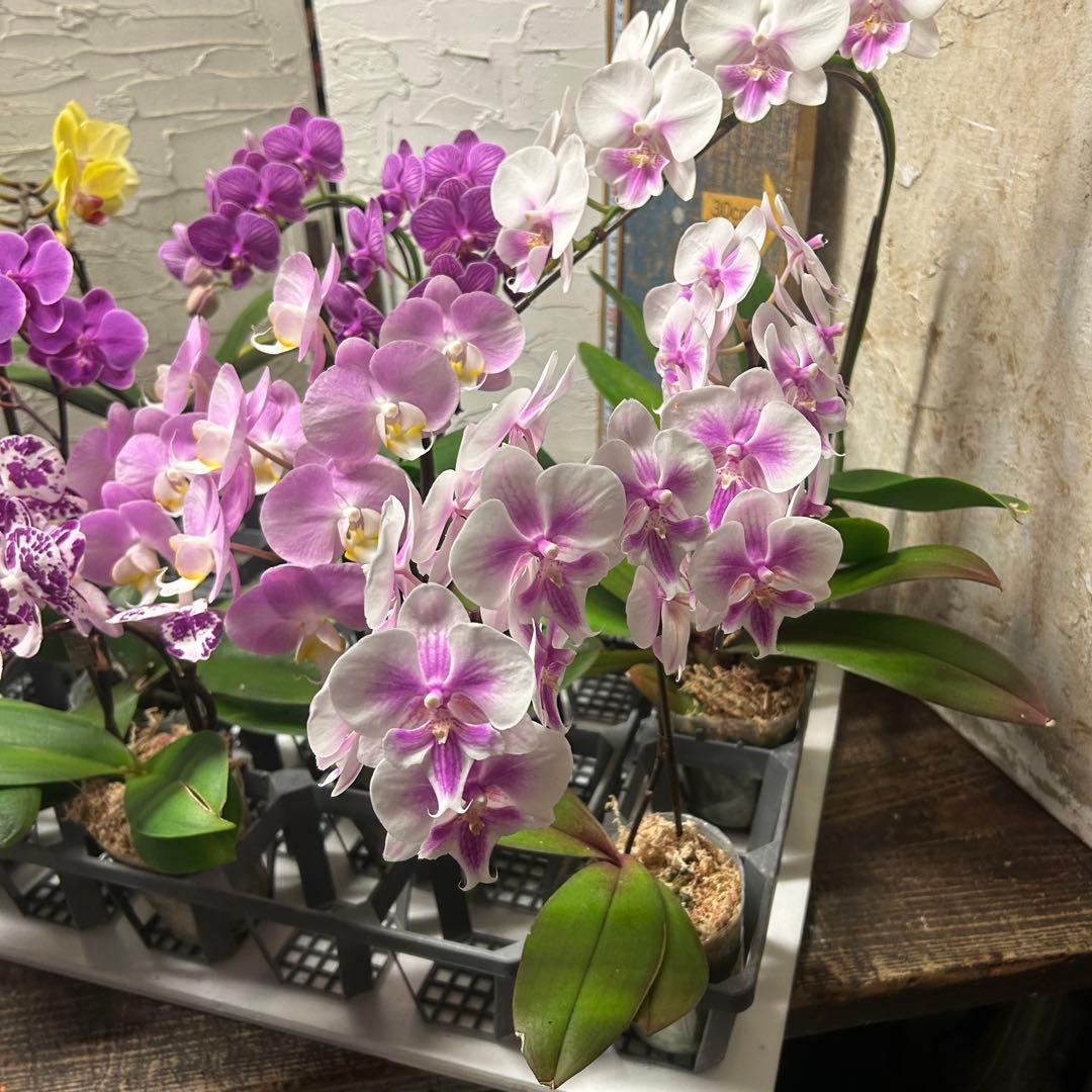 特選】 胡蝶蘭 8種10ポット ファレノプシス