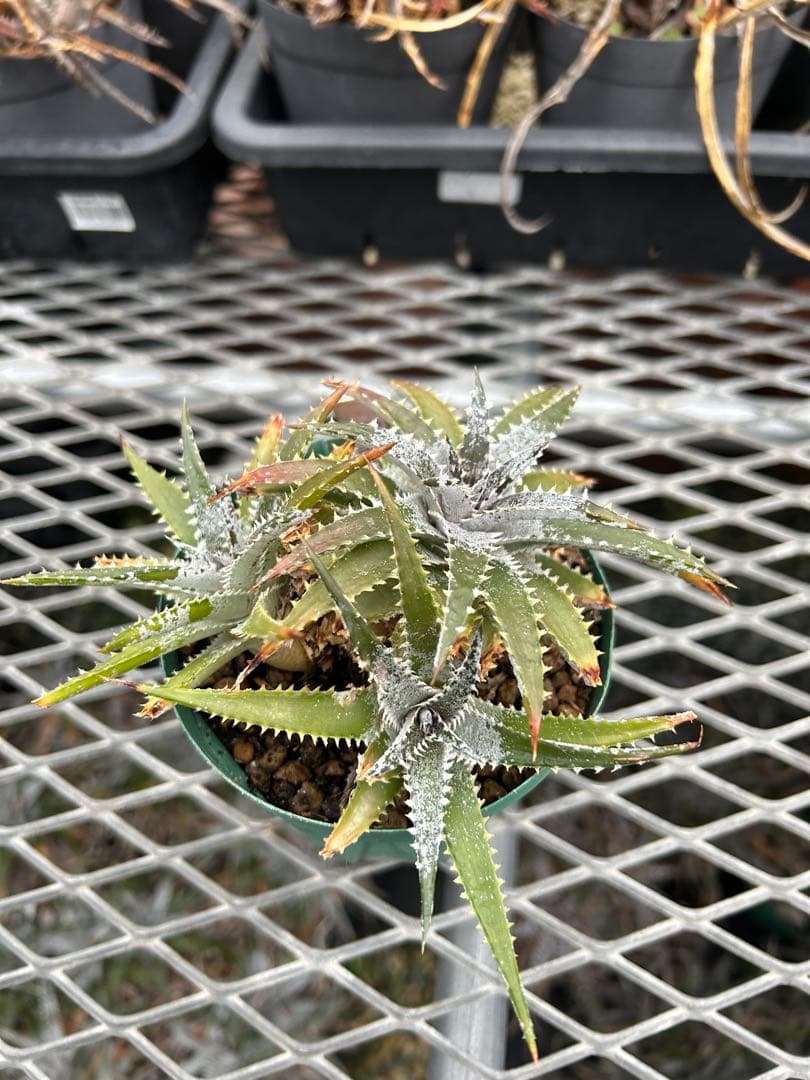 DBディッキア Arizona x BS hybrid small #103 ⑴