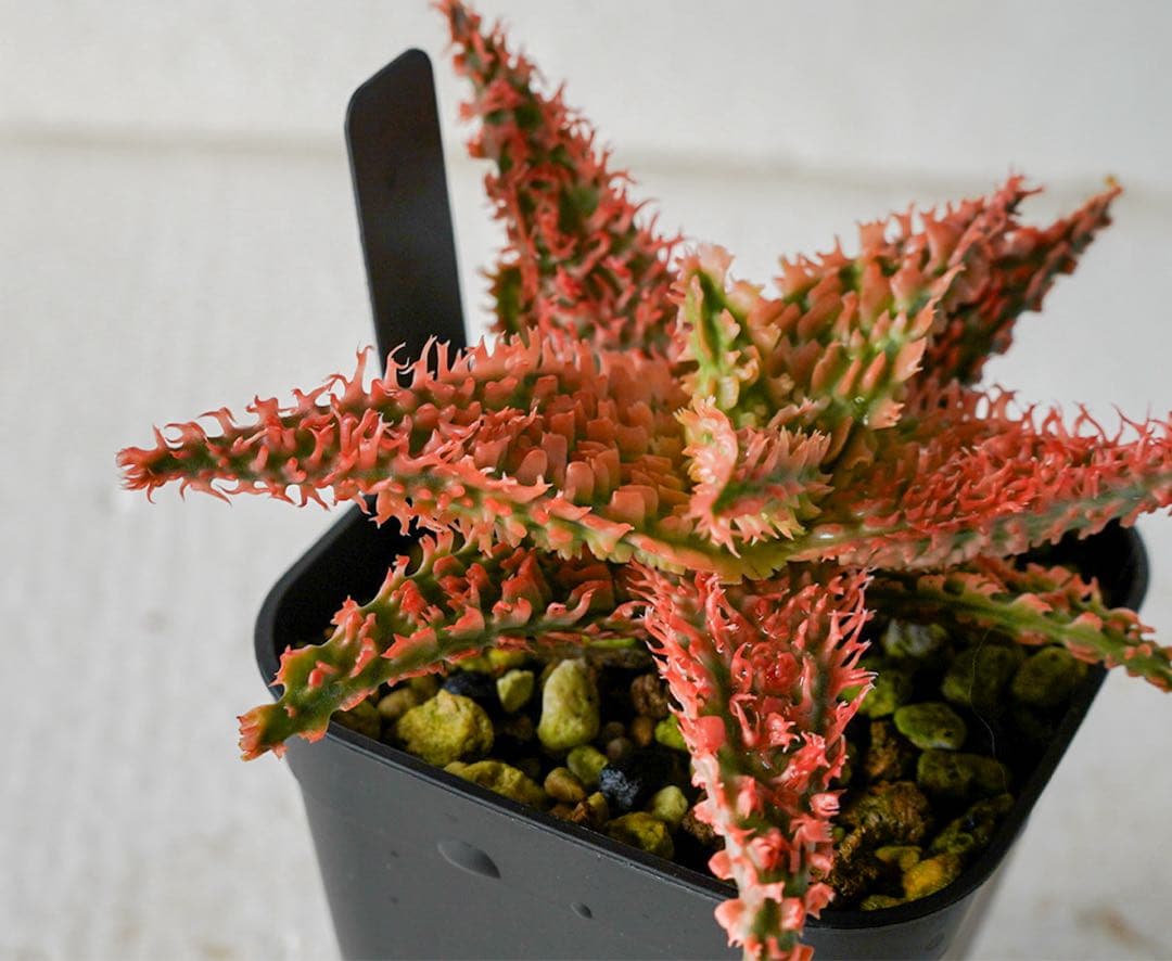 アロエハイブリッド