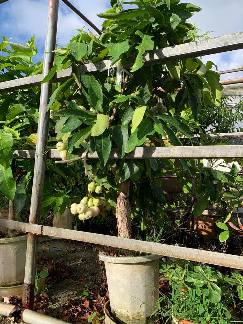 希少　実付き！超特大台湾白玉レンブ　取木苗木　蓮霧