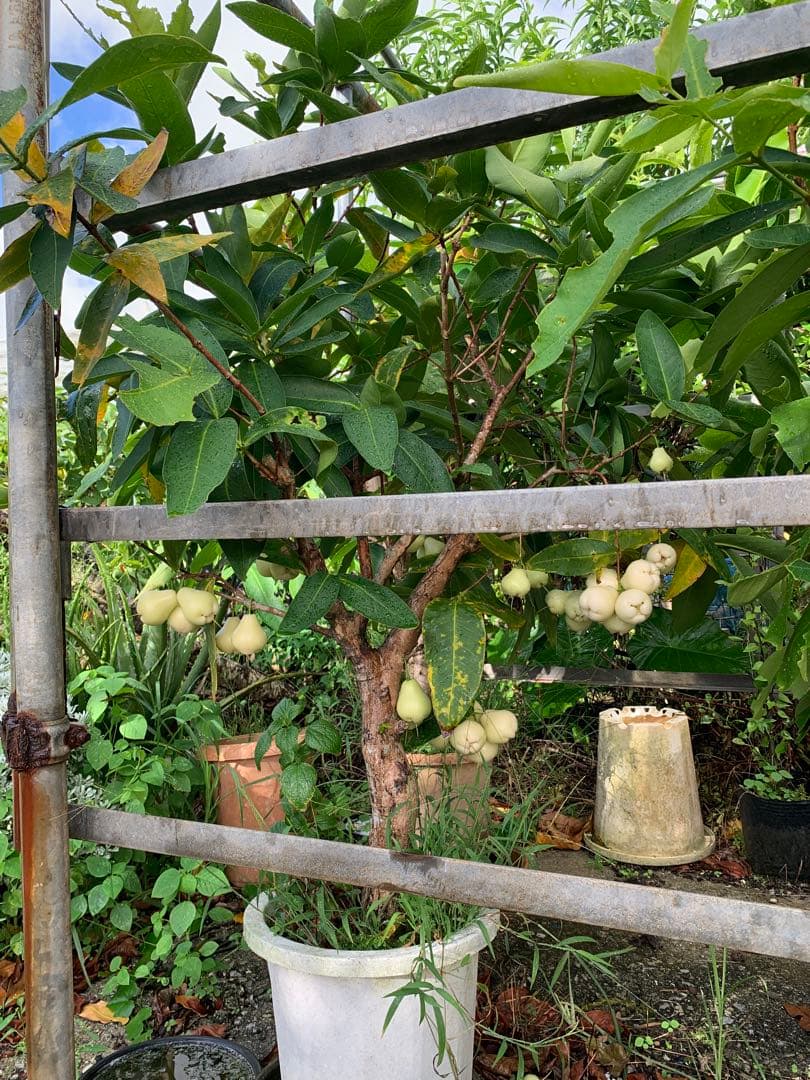 希少　実付き！超特大台湾白玉レンブ　取木苗木　蓮霧