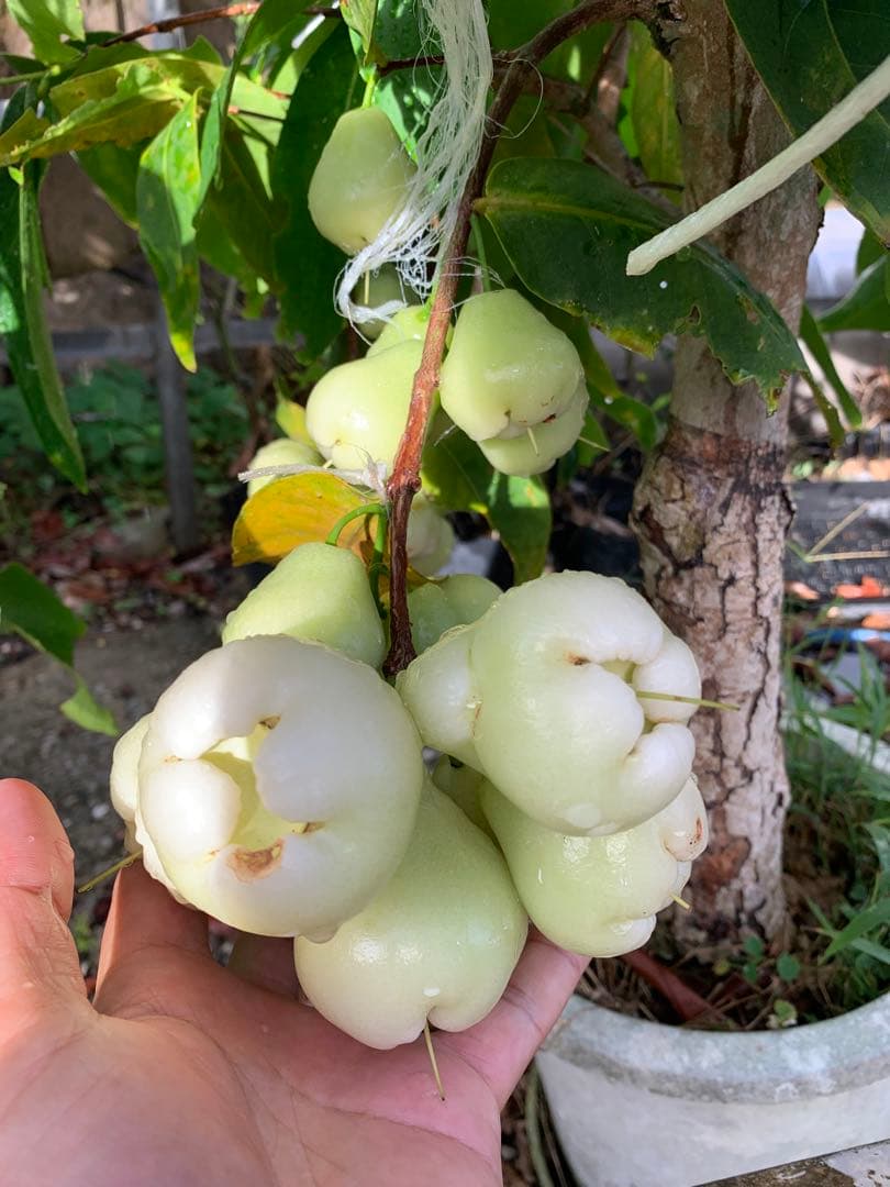 希少　実付き！超特大台湾白玉レンブ　取木苗木　蓮霧