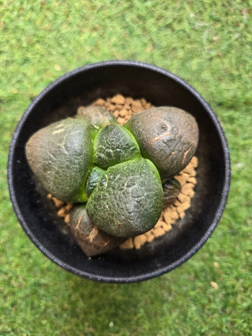 大疣連山 - 実生