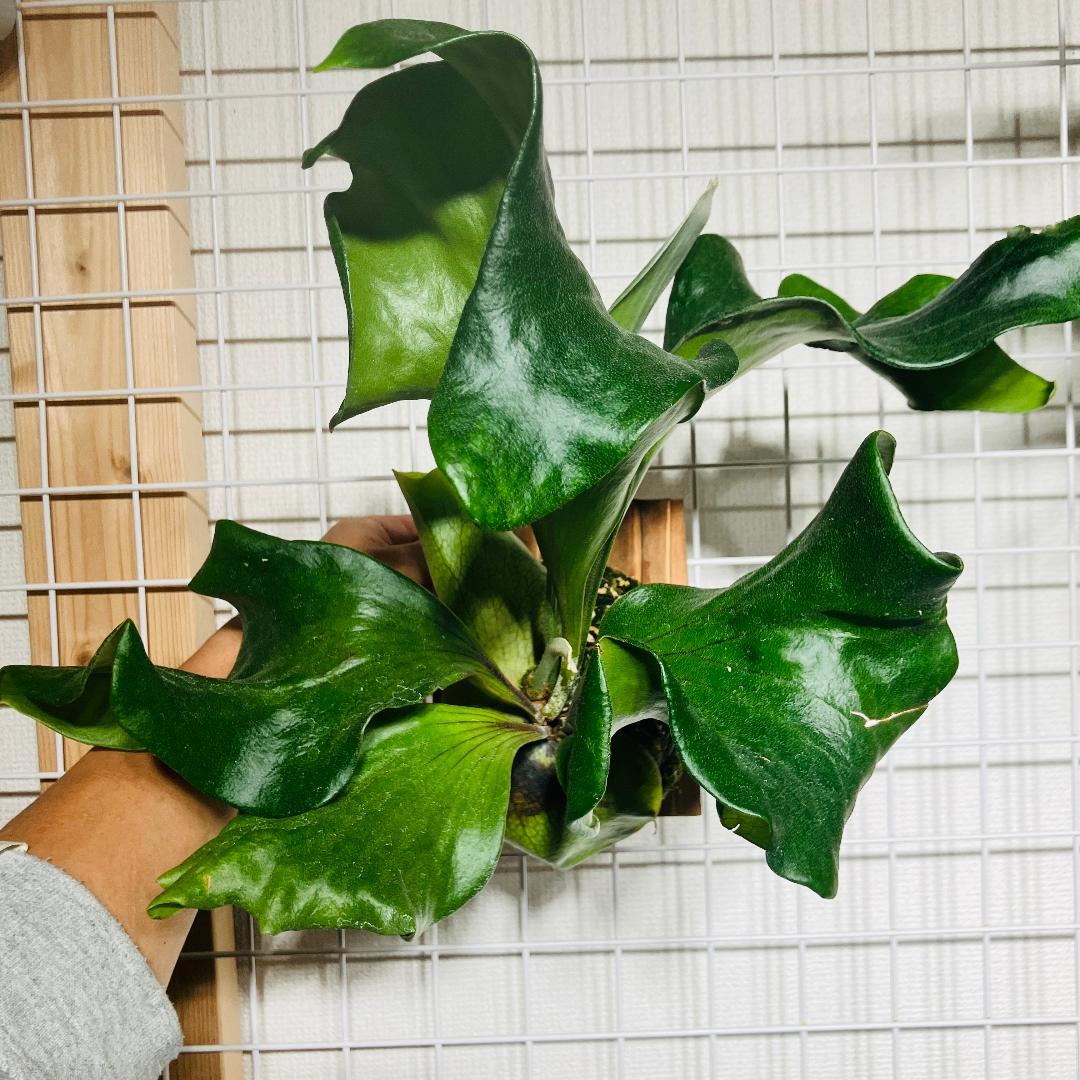 ビカクシダ ヒリー サタヒップ AB2602001