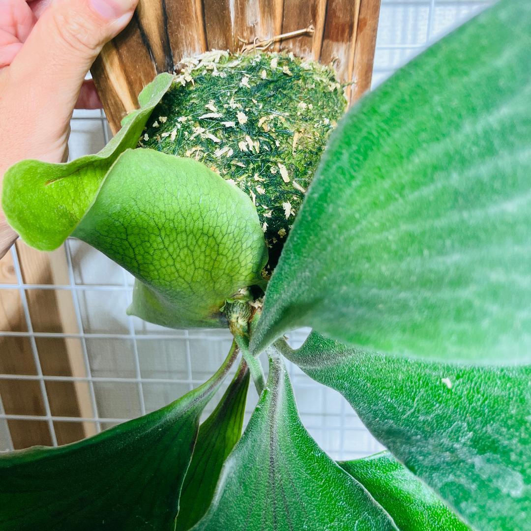 ビカクシダ ヒリー サタヒップ AB2602001