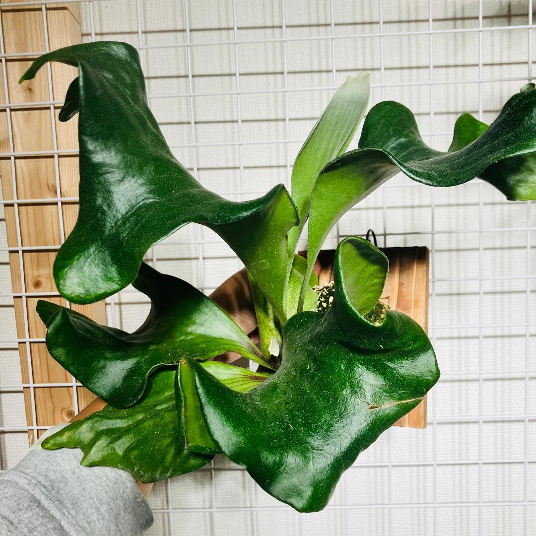 ビカクシダ ヒリー サタヒップ AB2602001