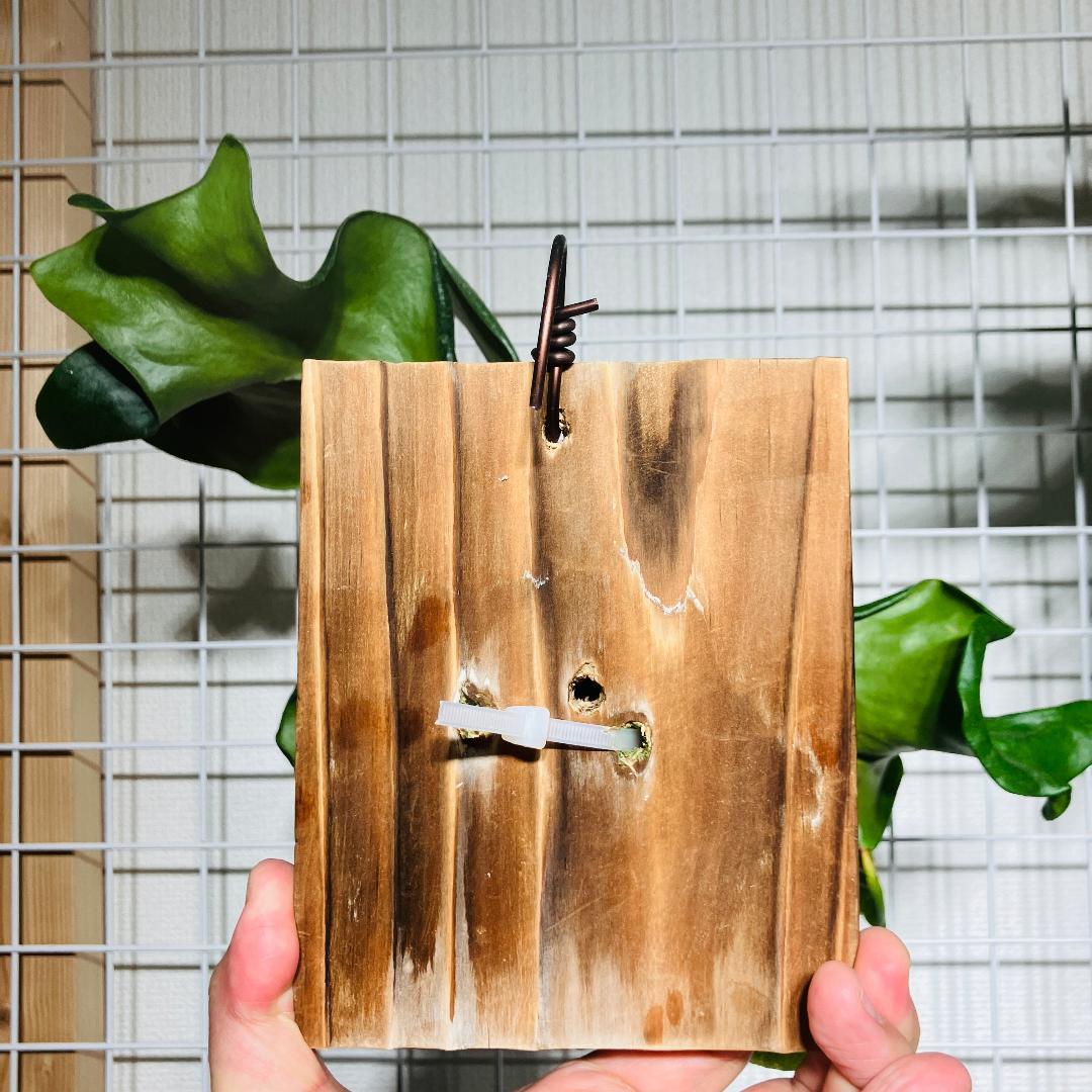 ビカクシダ ヒリー サタヒップ AB2602001