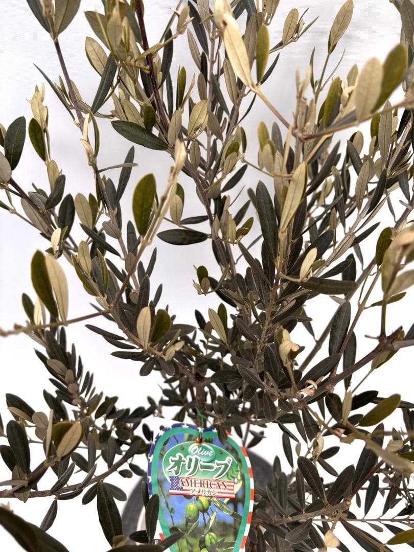 オリーブの木　アメリカン　7号　約110cm　K-294　希少品種　現品掲載