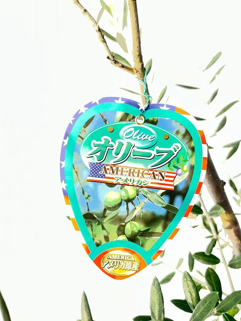 オリーブの木　アメリカン　7号　約110cm　K-294　希少品種　現品掲載