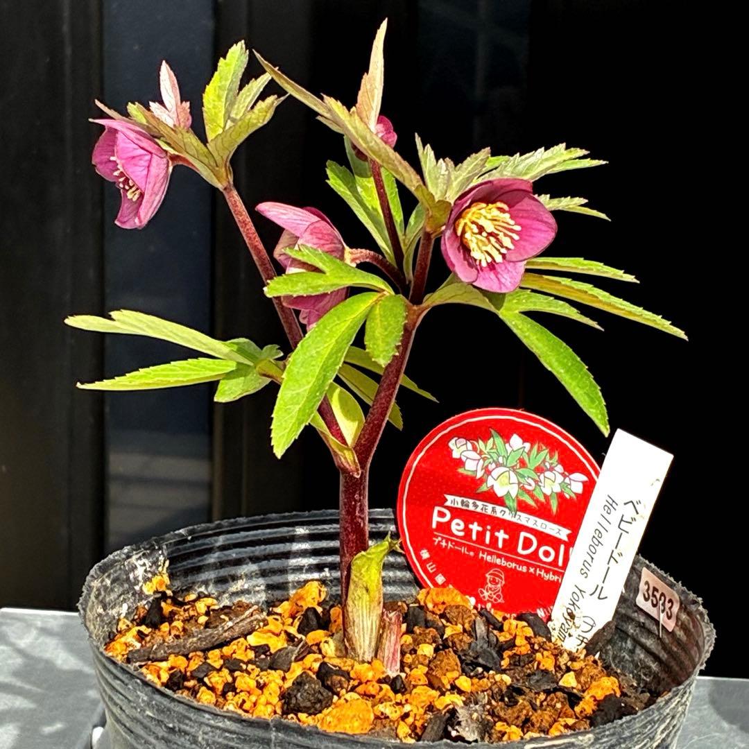 ま*ん様 93☘️蕾花タグ付☘️極上⭐️ベビードール⭐️超小輪コンパクト⭐️大人