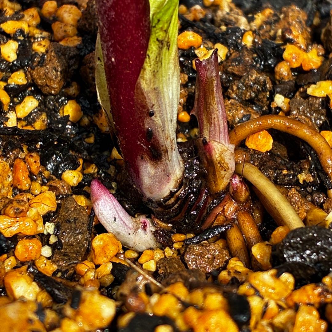 ま*ん様 93☘️蕾花タグ付☘️極上⭐️ベビードール⭐️超小輪コンパクト⭐️大人