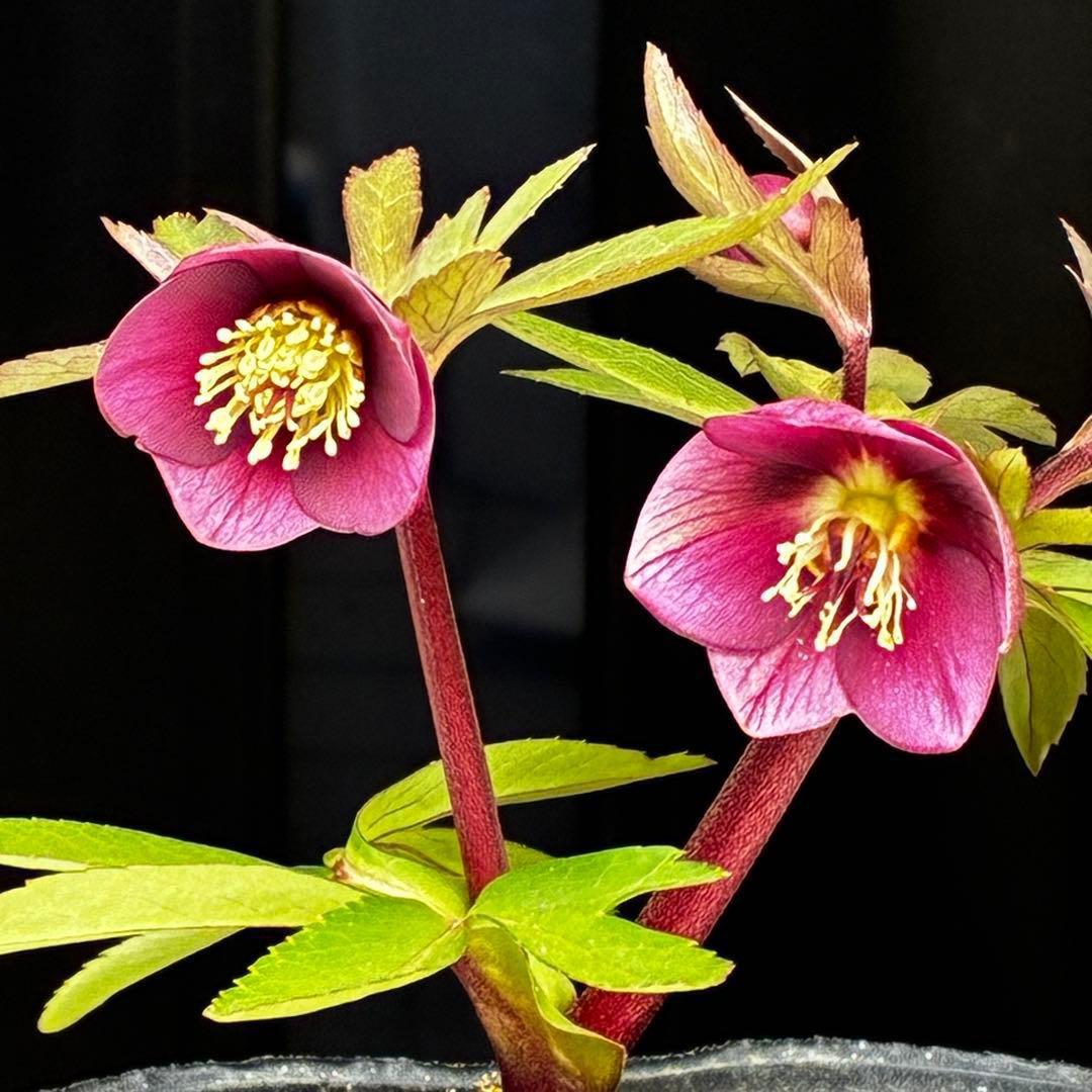 ま*ん様 93☘️蕾花タグ付☘️極上⭐️ベビードール⭐️超小輪コンパクト⭐️大人