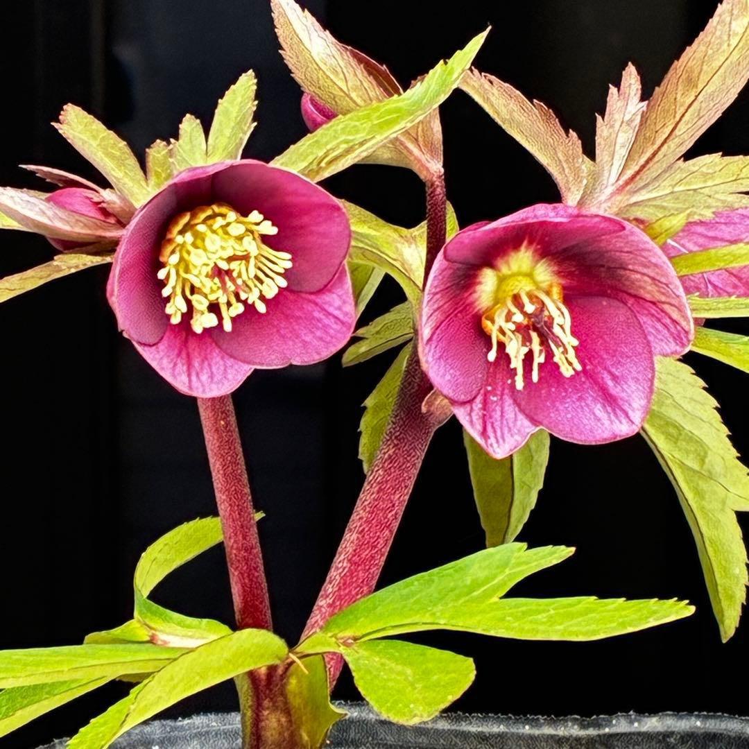 ま*ん様 93☘️蕾花タグ付☘️極上⭐️ベビードール⭐️超小輪コンパクト⭐️大人