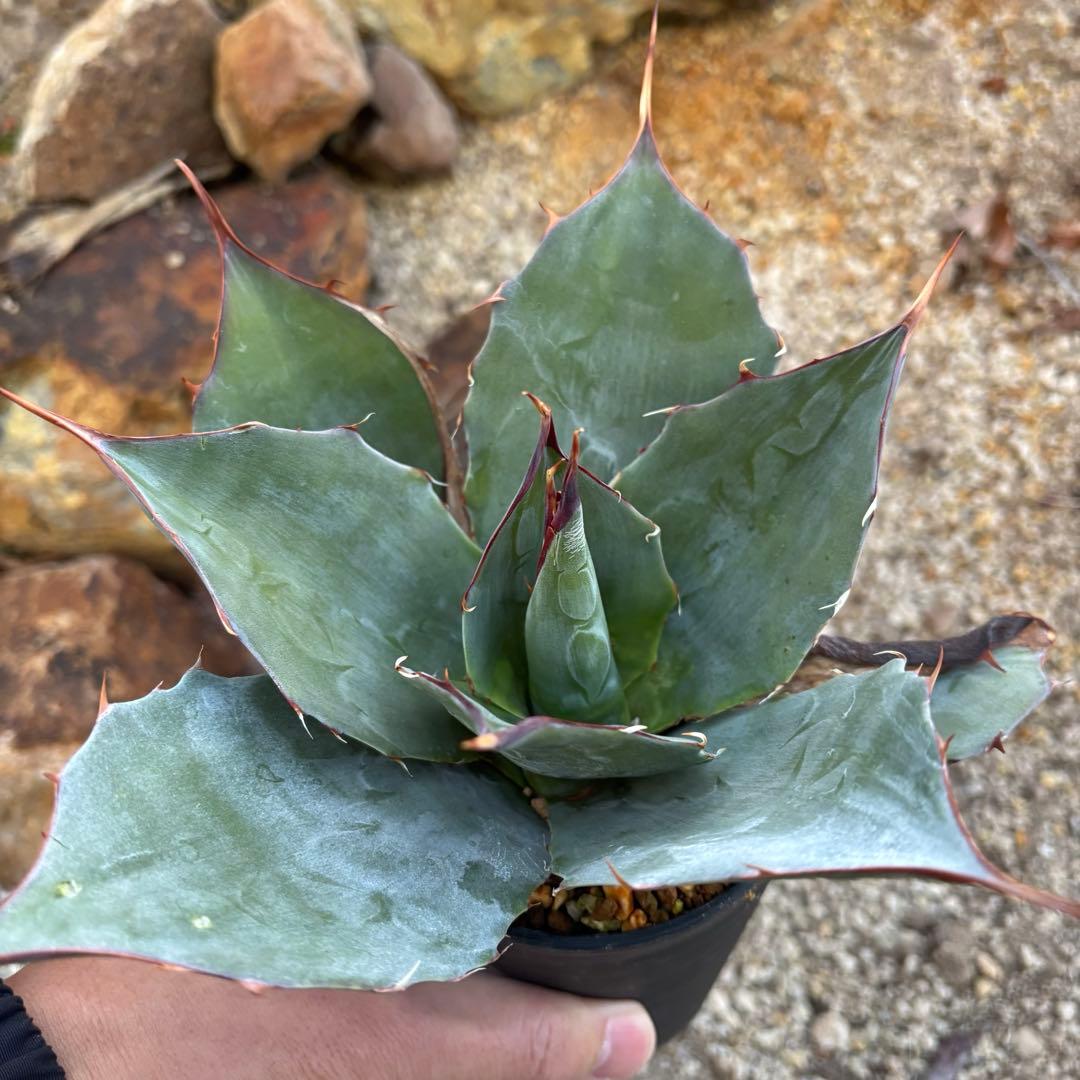 アガベ　ブルーブライアン　パリーホーチエンシス　ハイブリッド