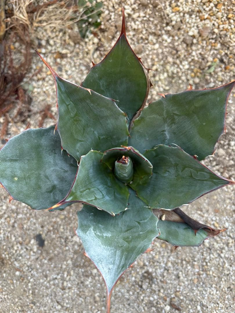 アガベ　ブルーブライアン　パリーホーチエンシス　ハイブリッド