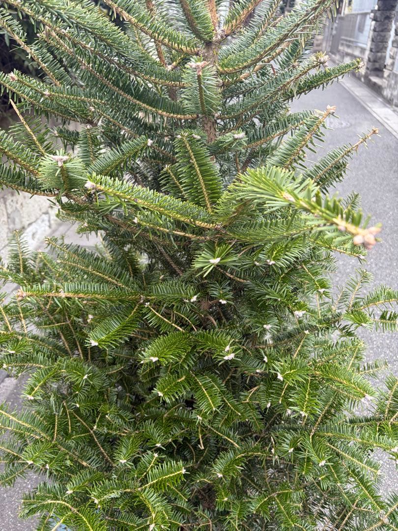 bebitamaxi　庭木　もみの木　高さ１８０センチ　直接引取り歓迎