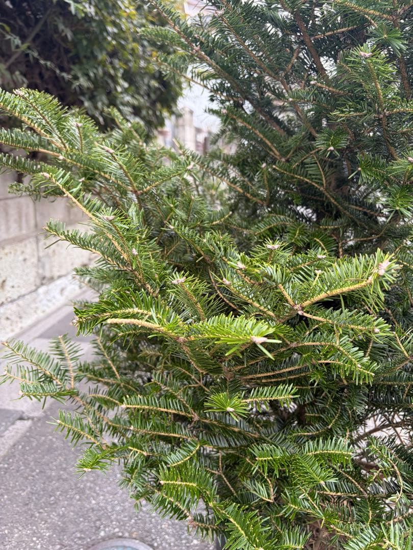 bebitamaxi　庭木　もみの木　高さ１８０センチ　直接引取り歓迎