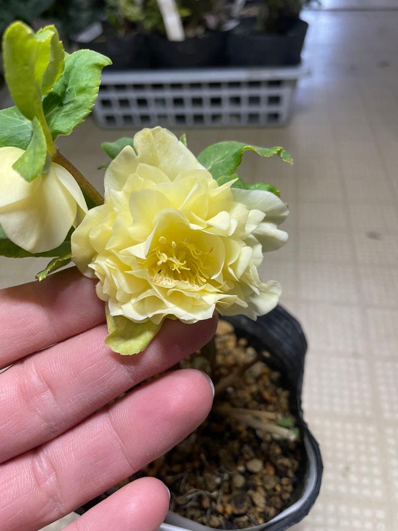 加藤農園 ディオーネ クリスマスローズ