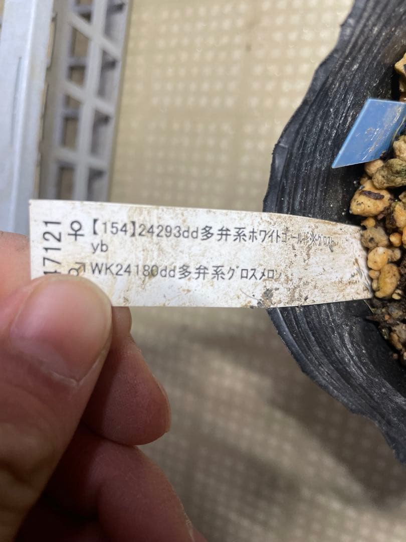 加藤農園 ディオーネ クリスマスローズ