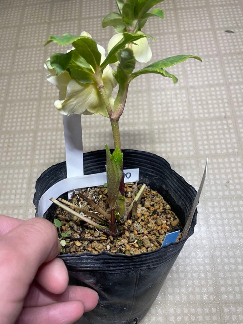 加藤農園 ディオーネ クリスマスローズ