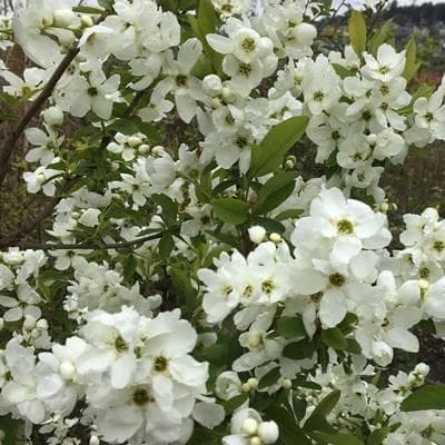 《現品》利休梅（リキュウバイ）樹高1.3ｍ（根鉢含まず）76【庭木/苗木/植木】