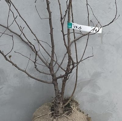 《現品》利休梅（リキュウバイ）樹高1.3ｍ（根鉢含まず）76【庭木/苗木/植木】