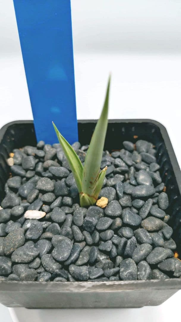 カ*ュ様 【子株】サンスベリア シルバースパイラル カラータグ:青