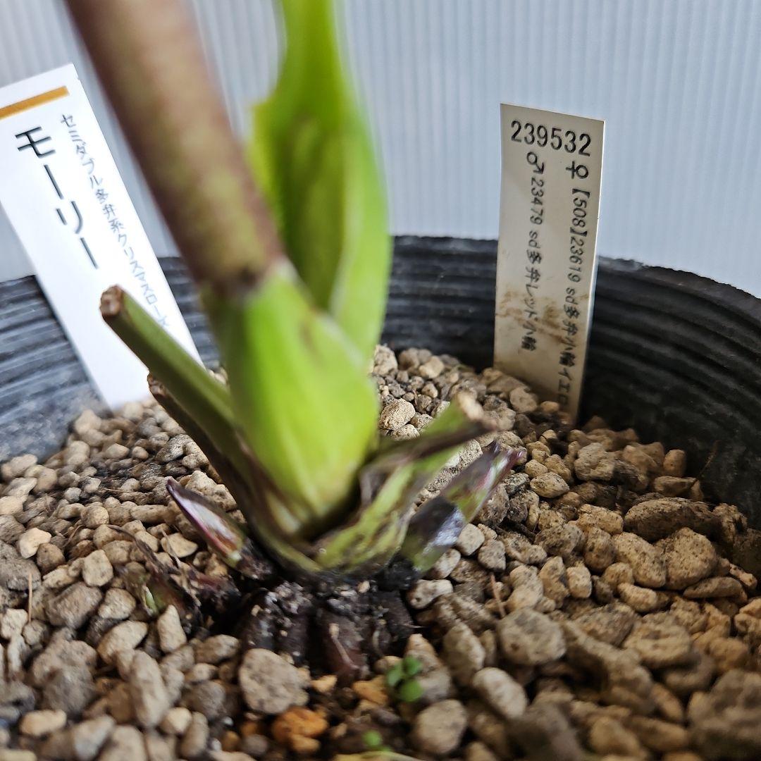 ㉖-343クリスマスローズ