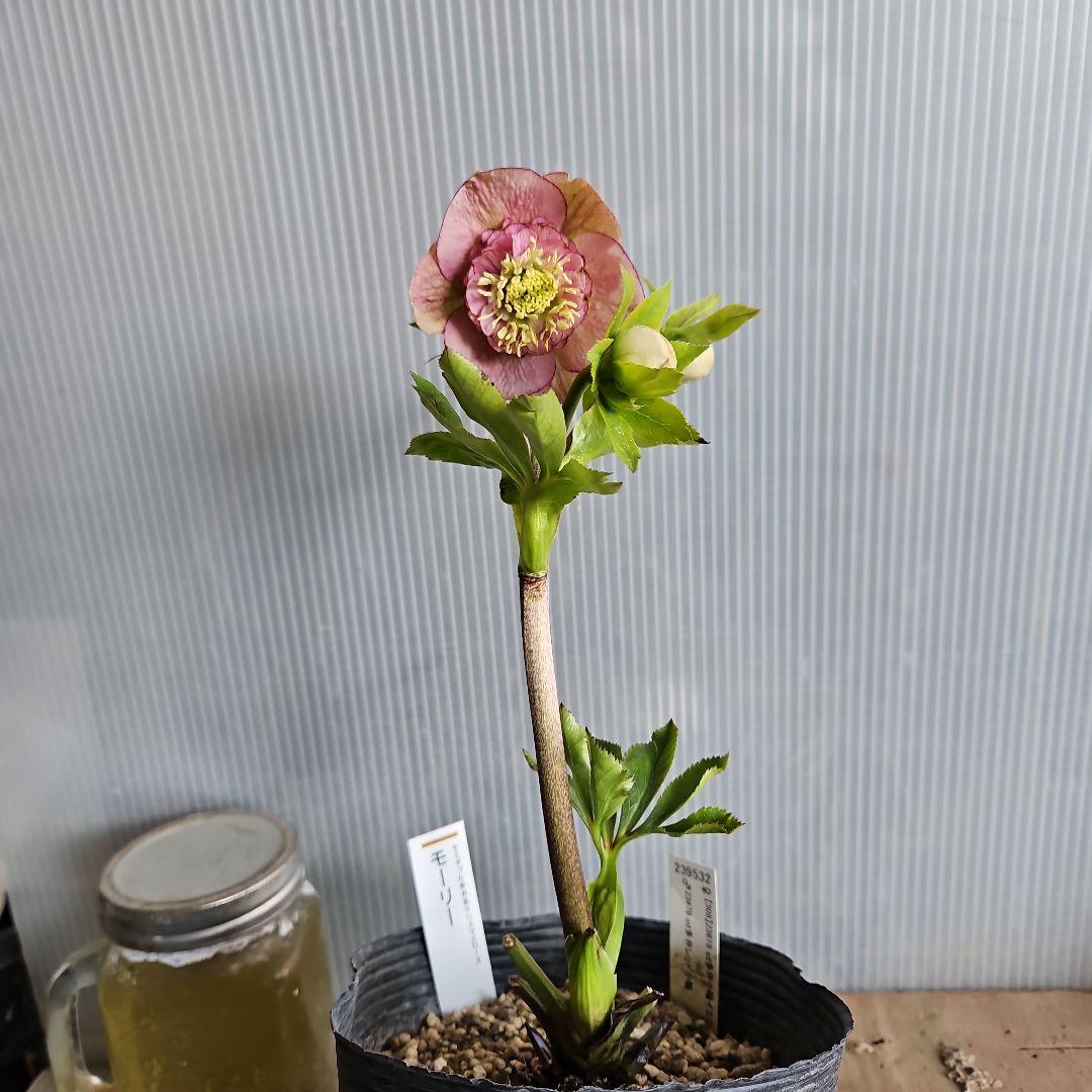 ㉖-343クリスマスローズ