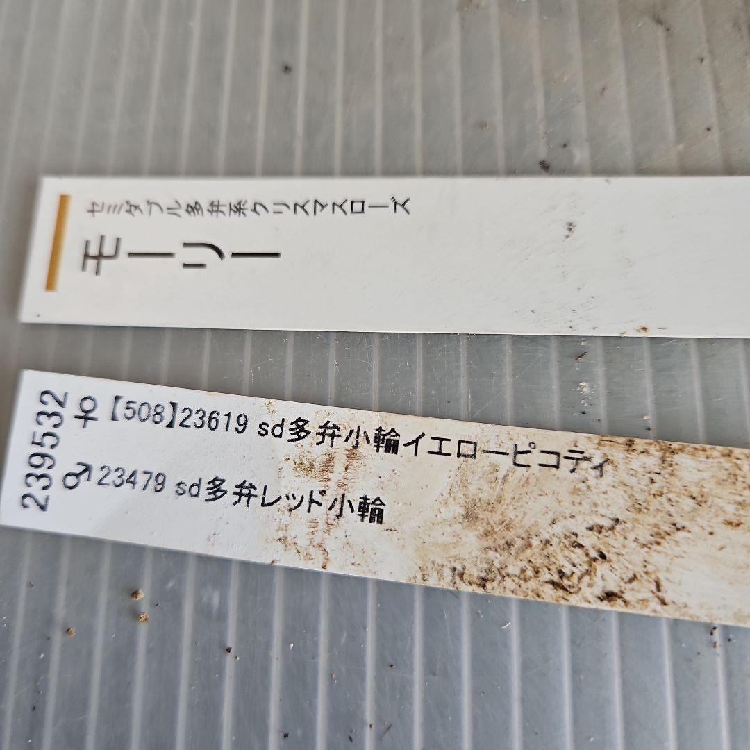 ㉖-343クリスマスローズ