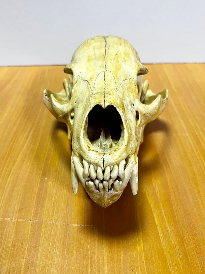 ☆ツキノワグマ 頭骨 頭蓋骨☆ 約24cm - メルカリ