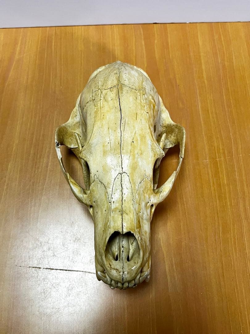 ☆ツキノワグマ 頭骨 頭蓋骨☆ 約24cm - メルカリ