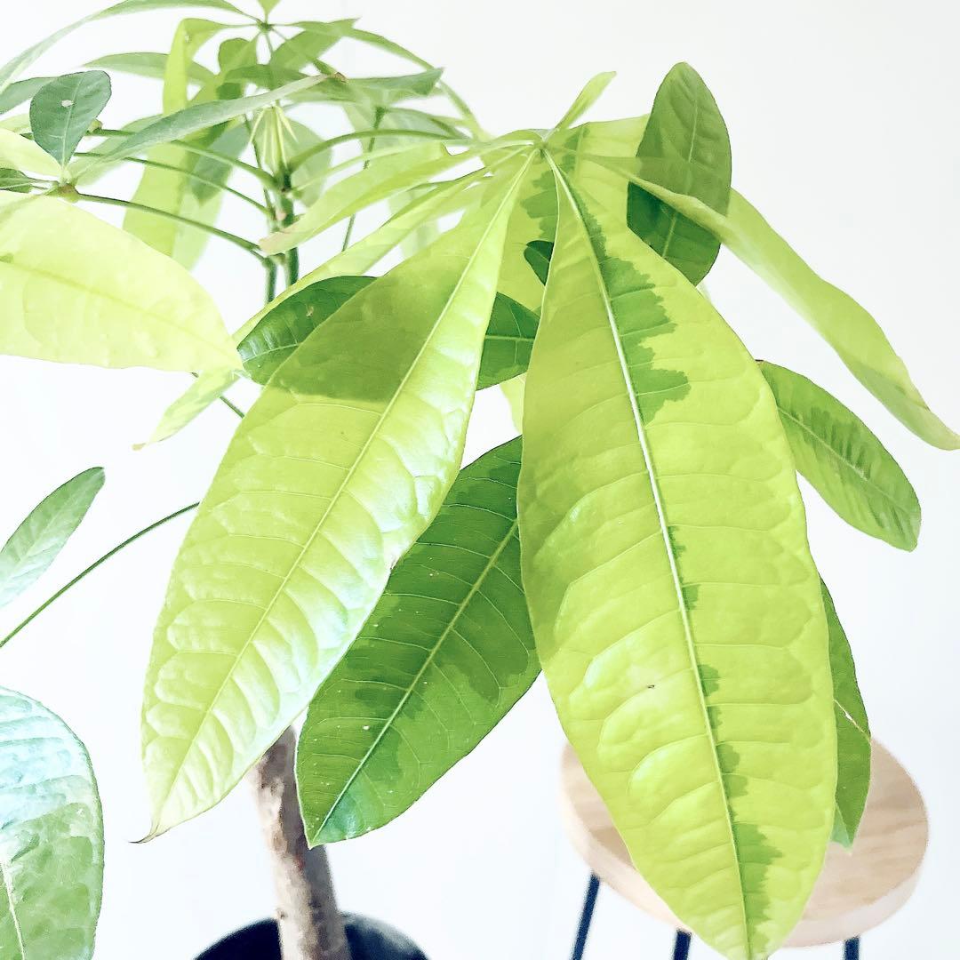 《希少》パキラ ムーンライト アートスポット仕立て 観葉植物 大型 室内