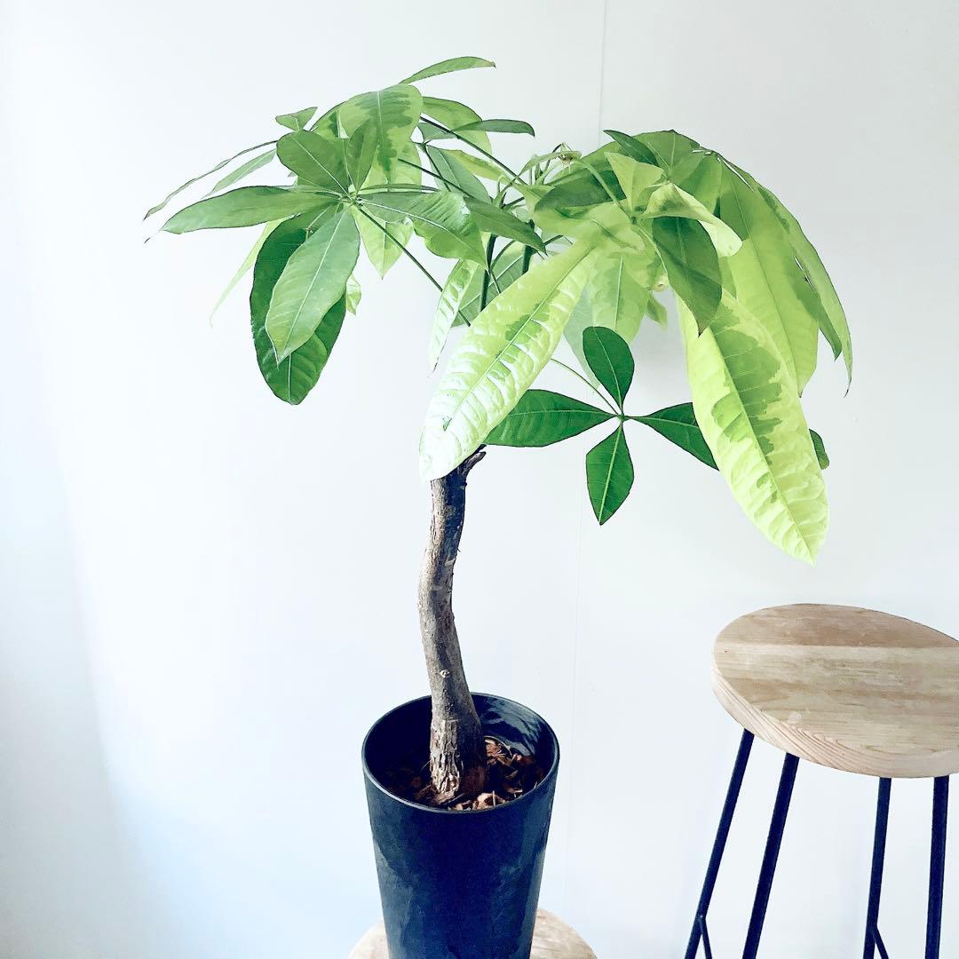 《希少》パキラ ムーンライト アートスポット仕立て 観葉植物 大型 室内