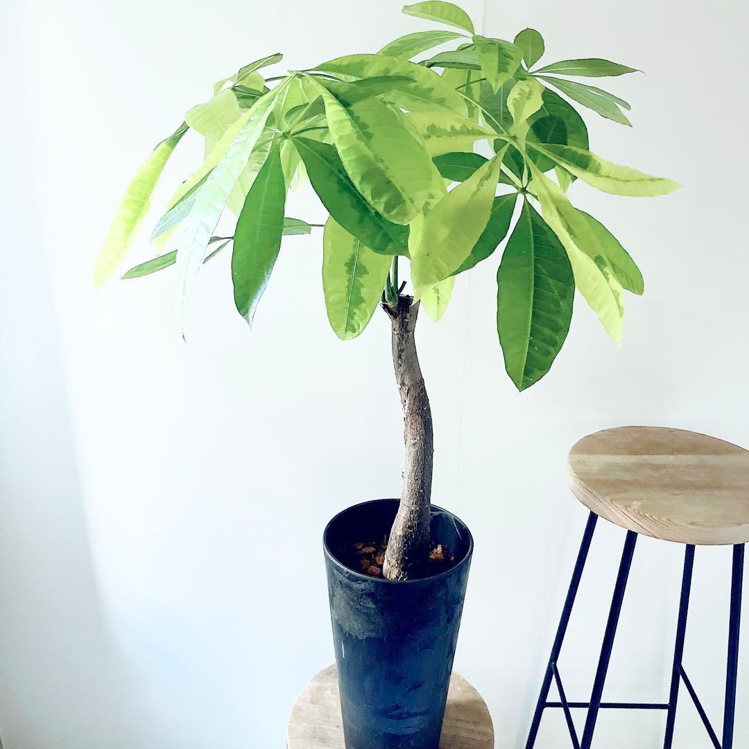 《希少》パキラ ムーンライト アートスポット仕立て 観葉植物 大型 室内