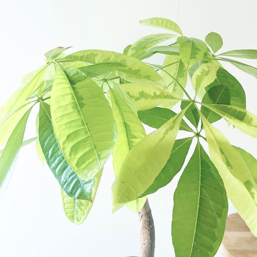 《希少》パキラ ムーンライト アートスポット仕立て 観葉植物 大型 室内