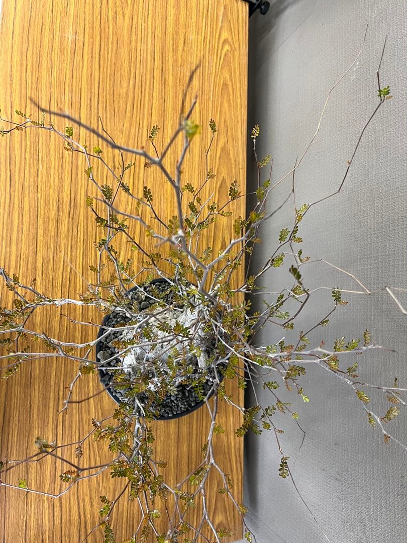 金ちゃんママ　オペルクリカリア　パキプス　現地球　発根済みです。鉢付きです