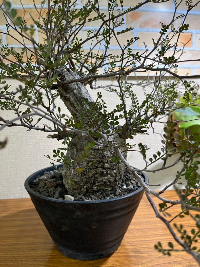 金ちゃんママ　オペルクリカリア　パキプス　現地球　発根済みです。鉢付きです