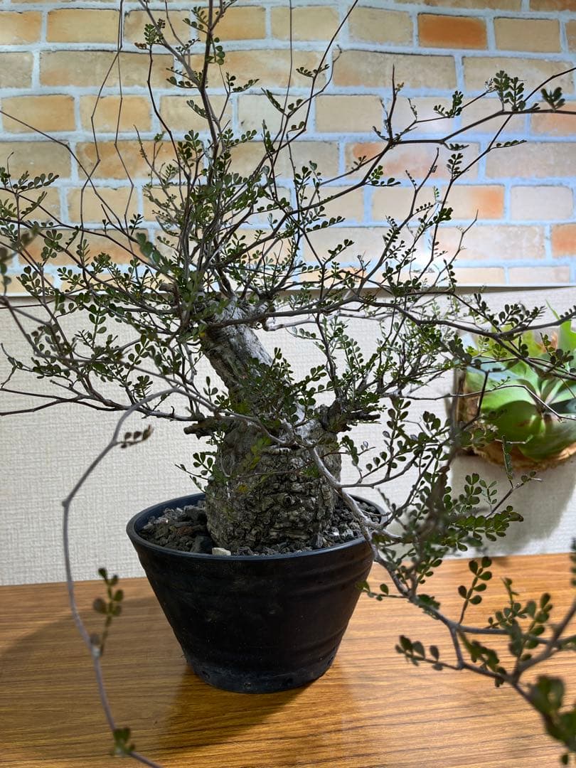 金ちゃんママ　オペルクリカリア　パキプス　現地球　発根済みです。鉢付きです