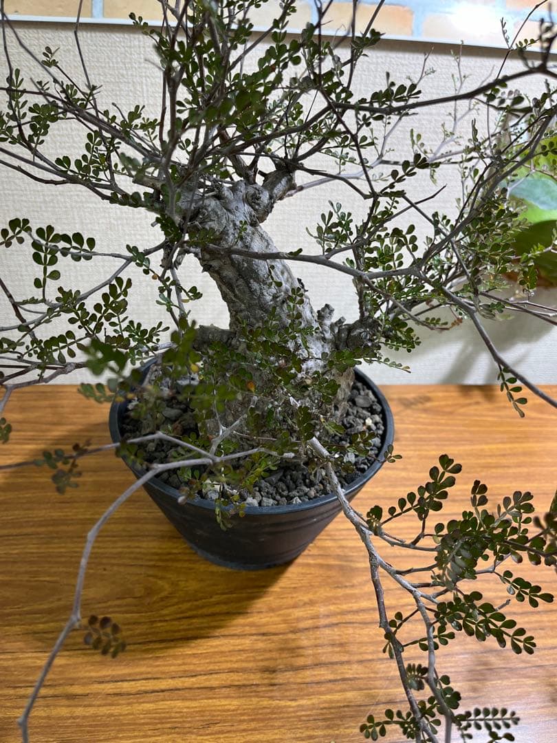 金ちゃんママ　オペルクリカリア　パキプス　現地球　発根済みです。鉢付きです